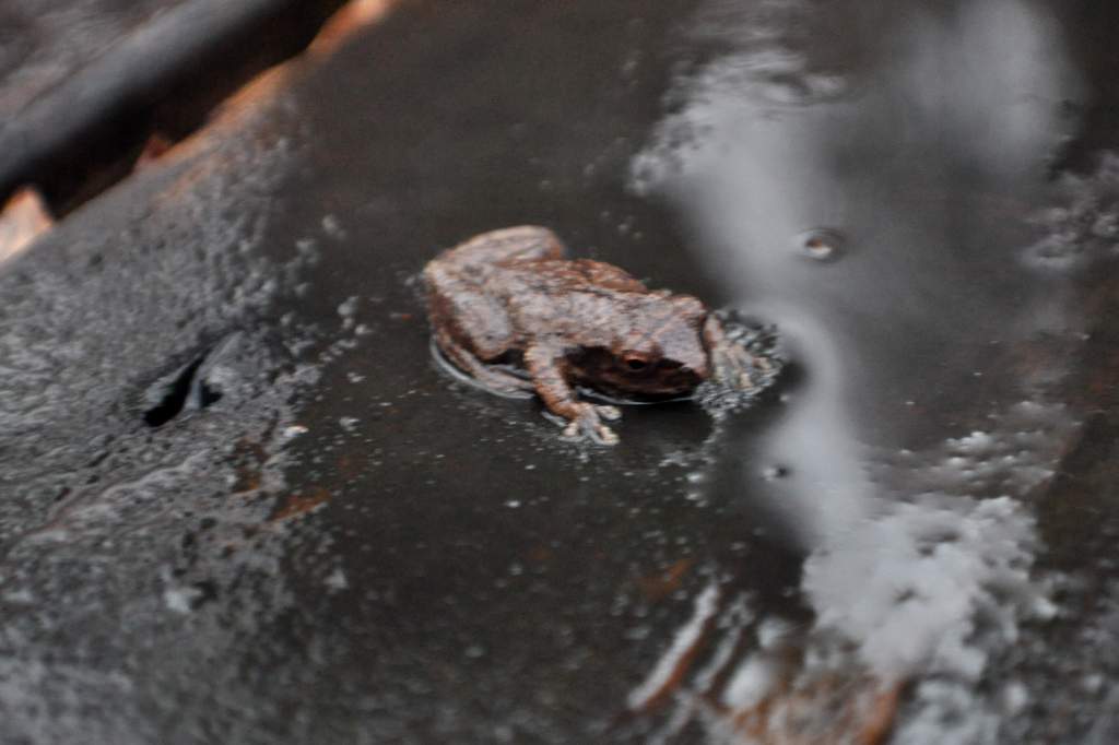 Spring Peeper I found November 14, 2009. Surprised there was even one, it's getting really cold around here.