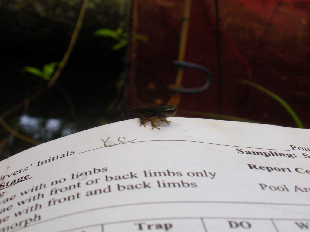 Spring peeper metamorph (Pseudacris crucifer)