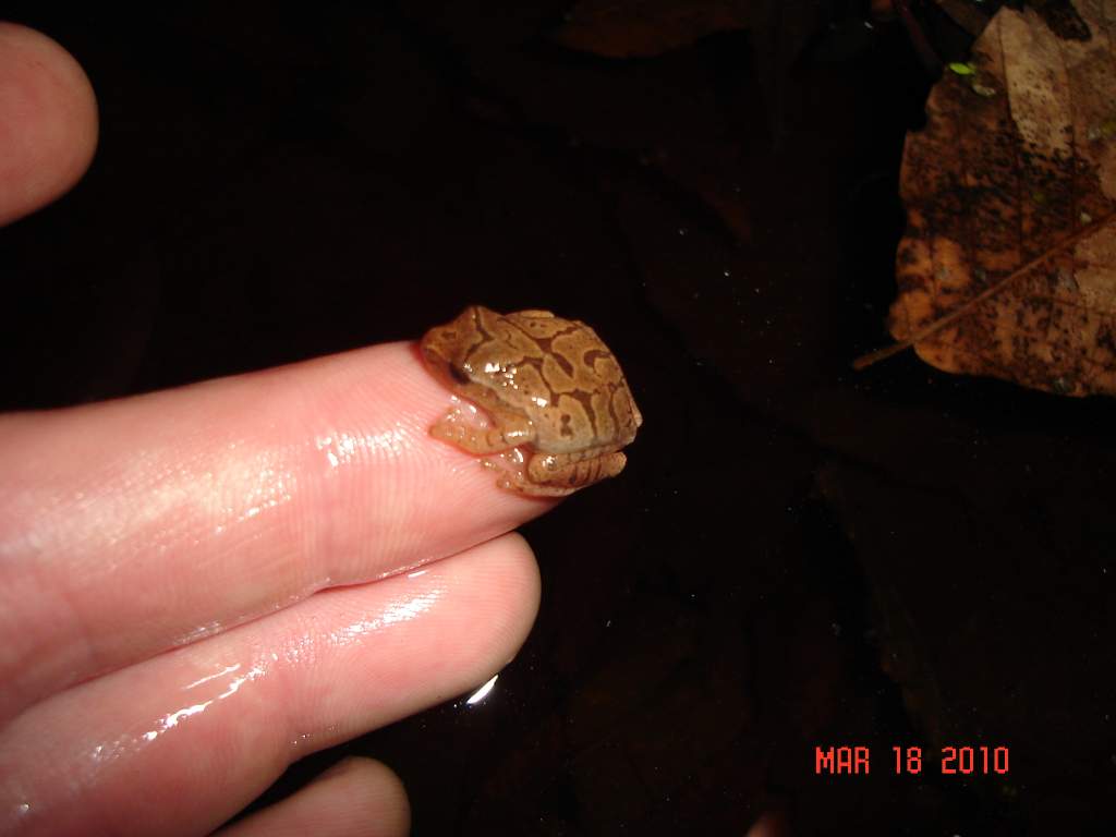 Spring peeper (Pseudacris crucifer)