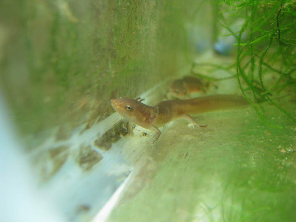 Spring salamander larva.