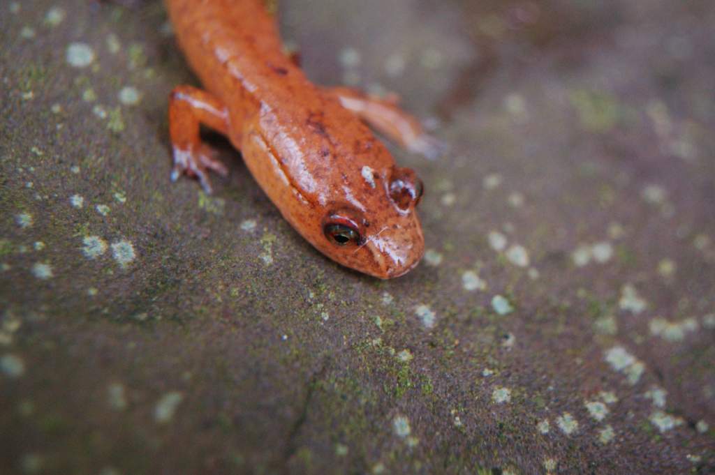 Spring Salamander