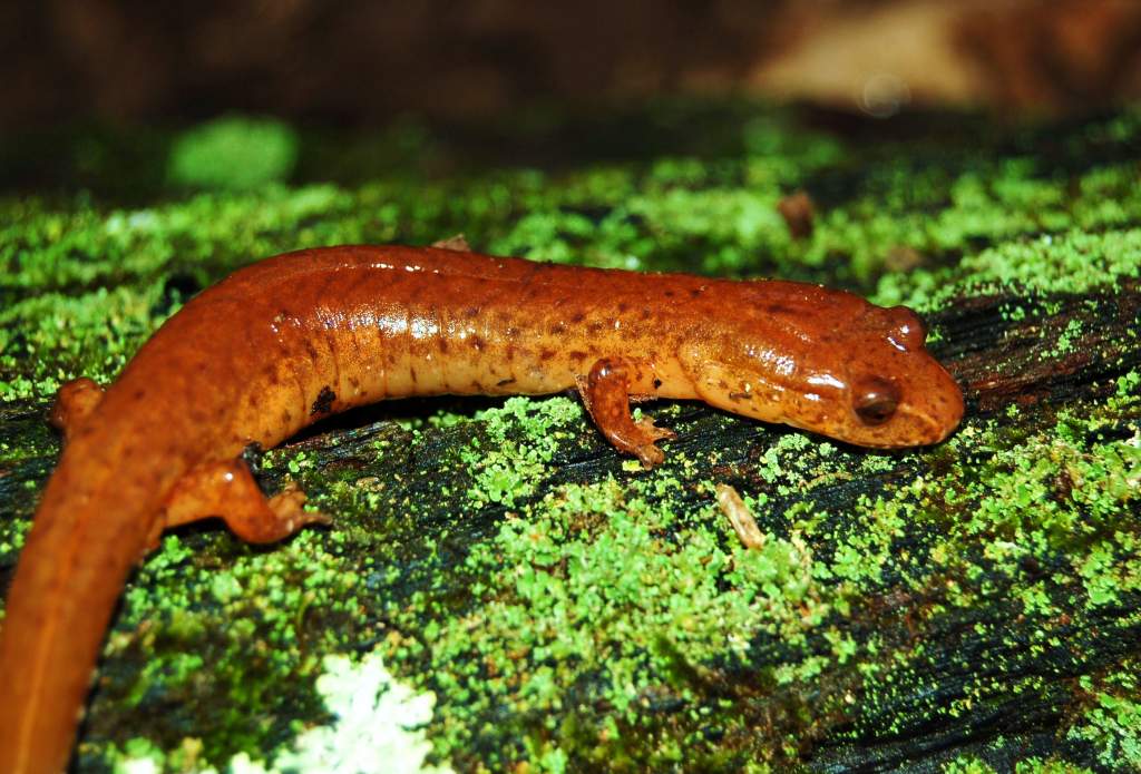 Spring salamander