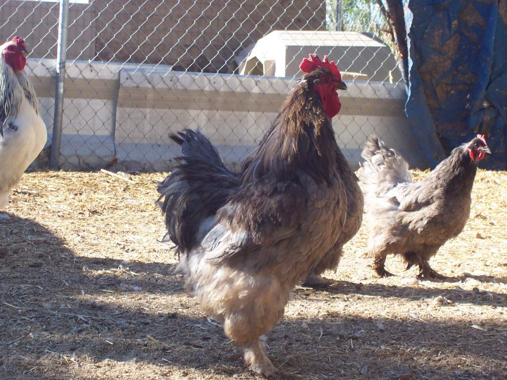 Standard Blue Brahma Cock with a blue hen behind him to the right