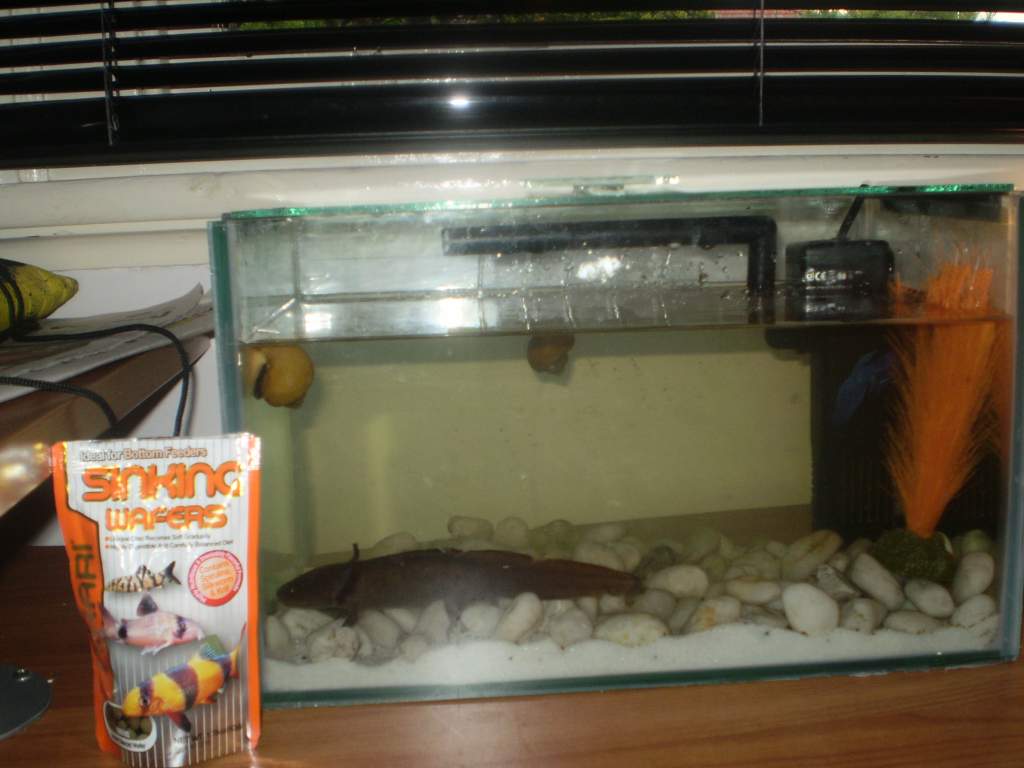 ''Staple food'' and my tank.