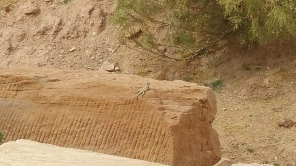 Starred agama found in Petra. Found many of these guys, but could only get this close and zoom in, as they were very wary twards people