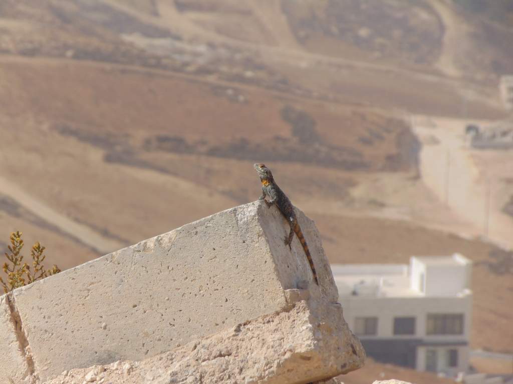 Starred agama.. The same one from the previous photos. You can see the habitat changes in the background