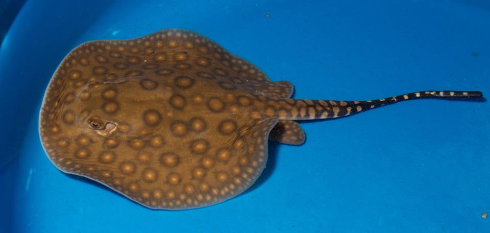 stingray pup closeup