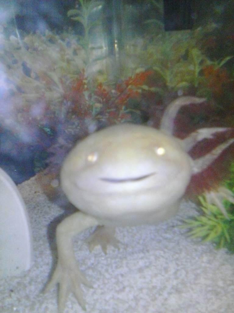 Storm
Male Axolotl
Albino

The funny little dude who stole my heart.