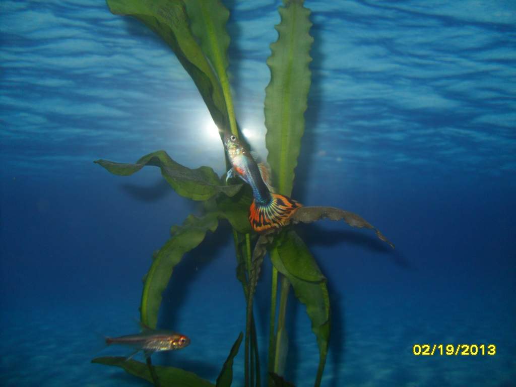 Strange behavior in my (male) guppies...
Made for cool pictures though! :]
(The other fish in the picture is a glow-light tetra)