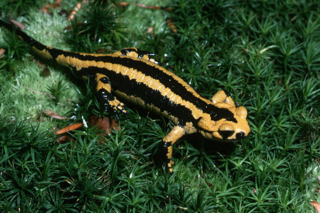 Striped Fire Salamander (France import)