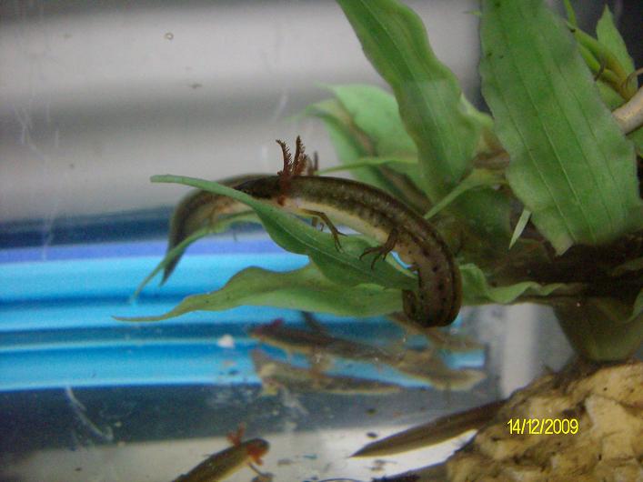 Striped Newt (Notophthalmus perstriatus)