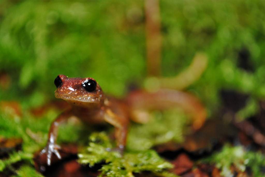 Subadult Ensatina e. oregonensis