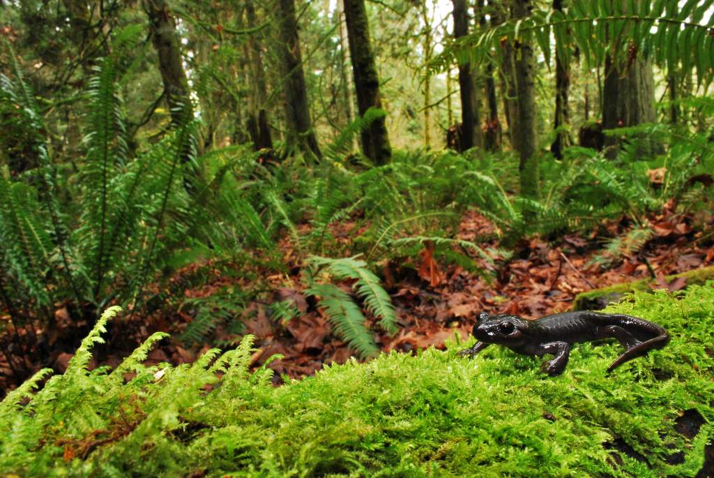 Subadult male Ambystoma gracile