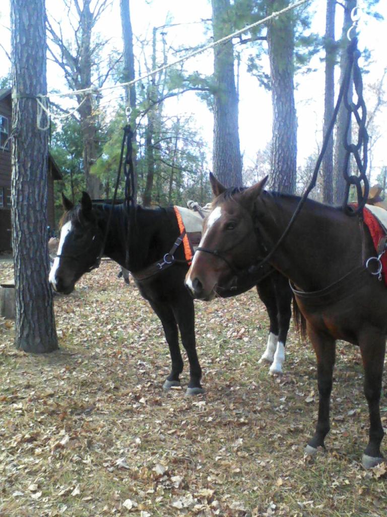 Sugar and Dee, hangin' out at the office