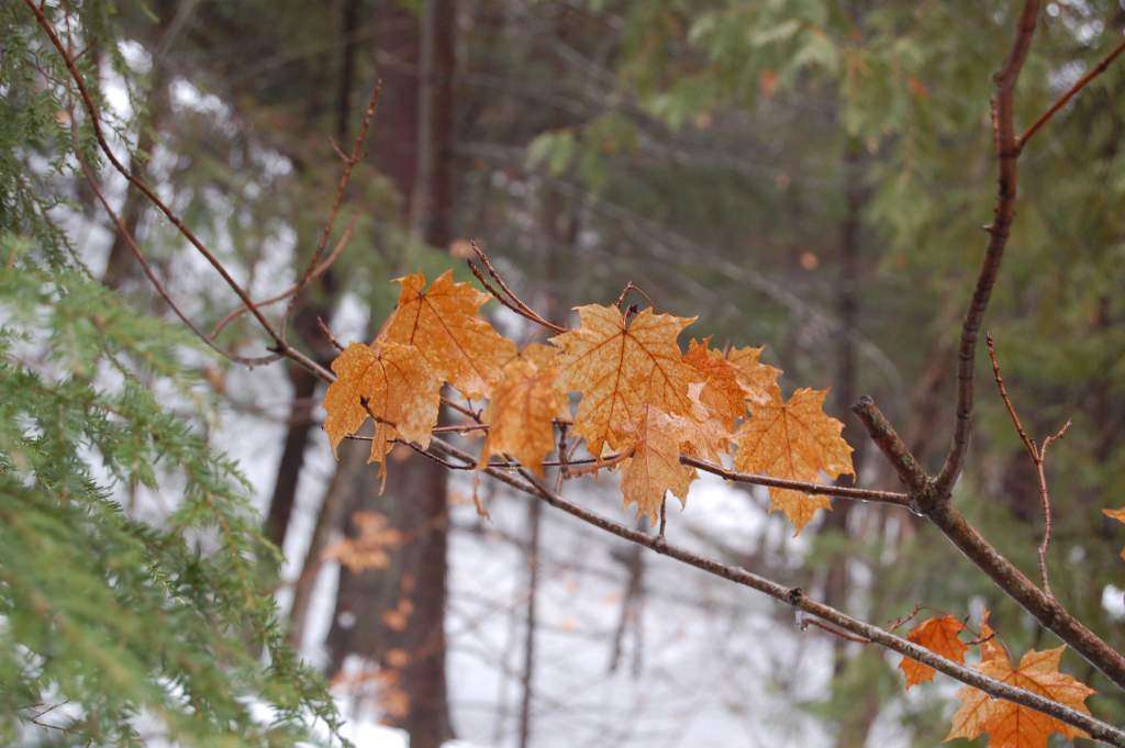 Sugar maple leaves