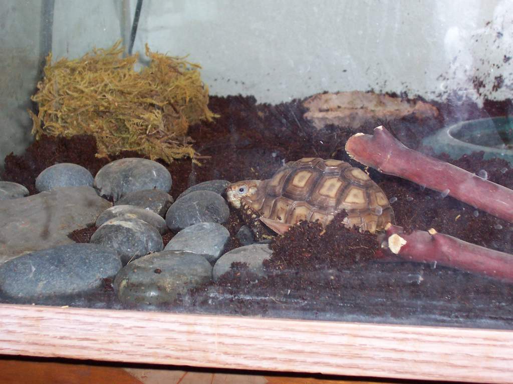 Sulcata tortoise close up