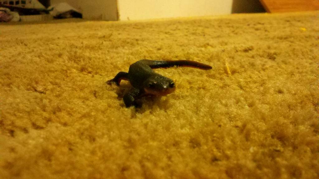 Sunshine the salamander walking