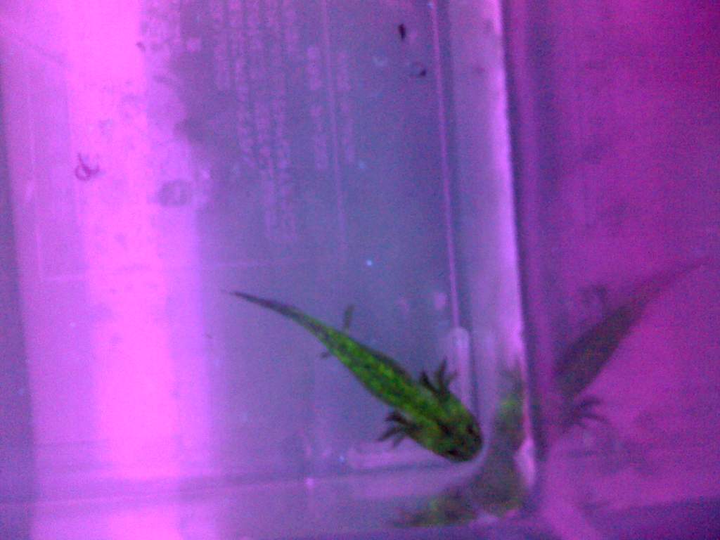 super cute! GFP wild type baby. kind of thin and missing legs but it's in good hands now.