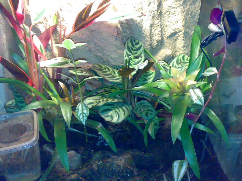 Surinam and Azerus Tinc tank.

mainly prayer plant (maranta Sp) but a few bromeliads aswell.