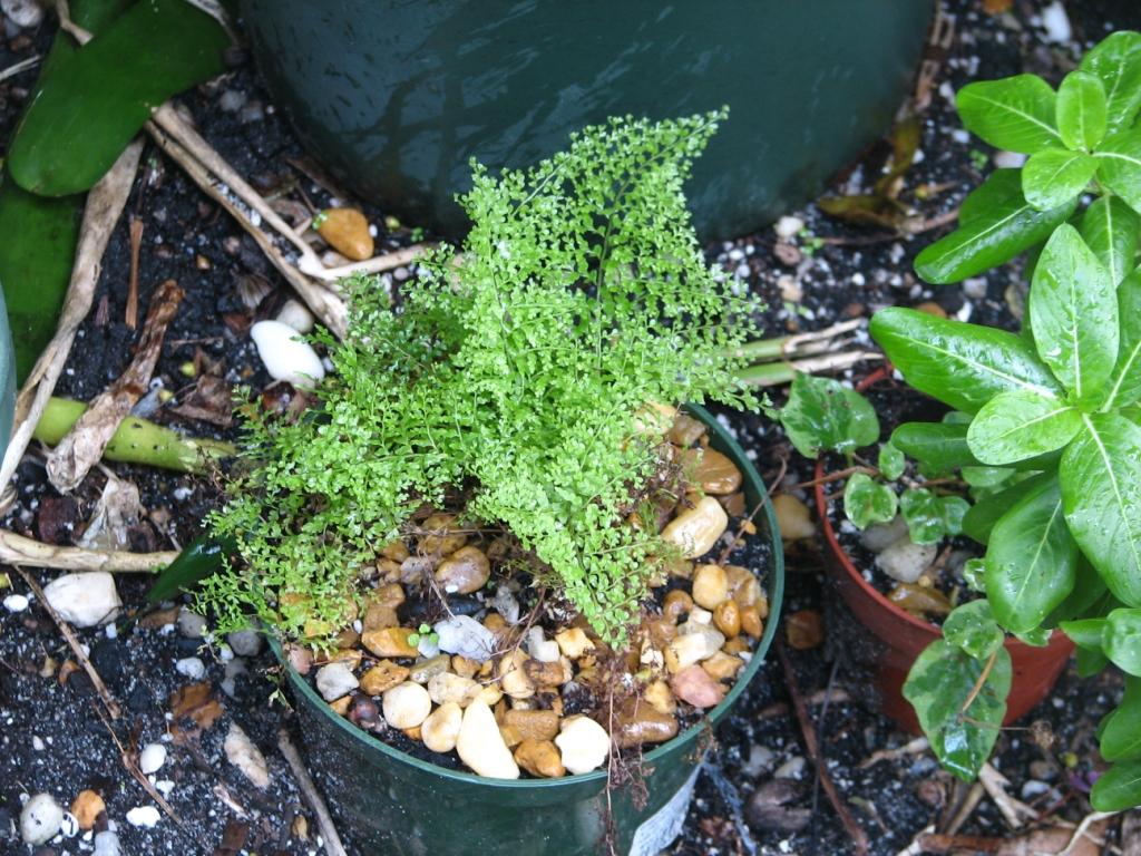 "Suzi Wong" mini-fern (good for terrarium)