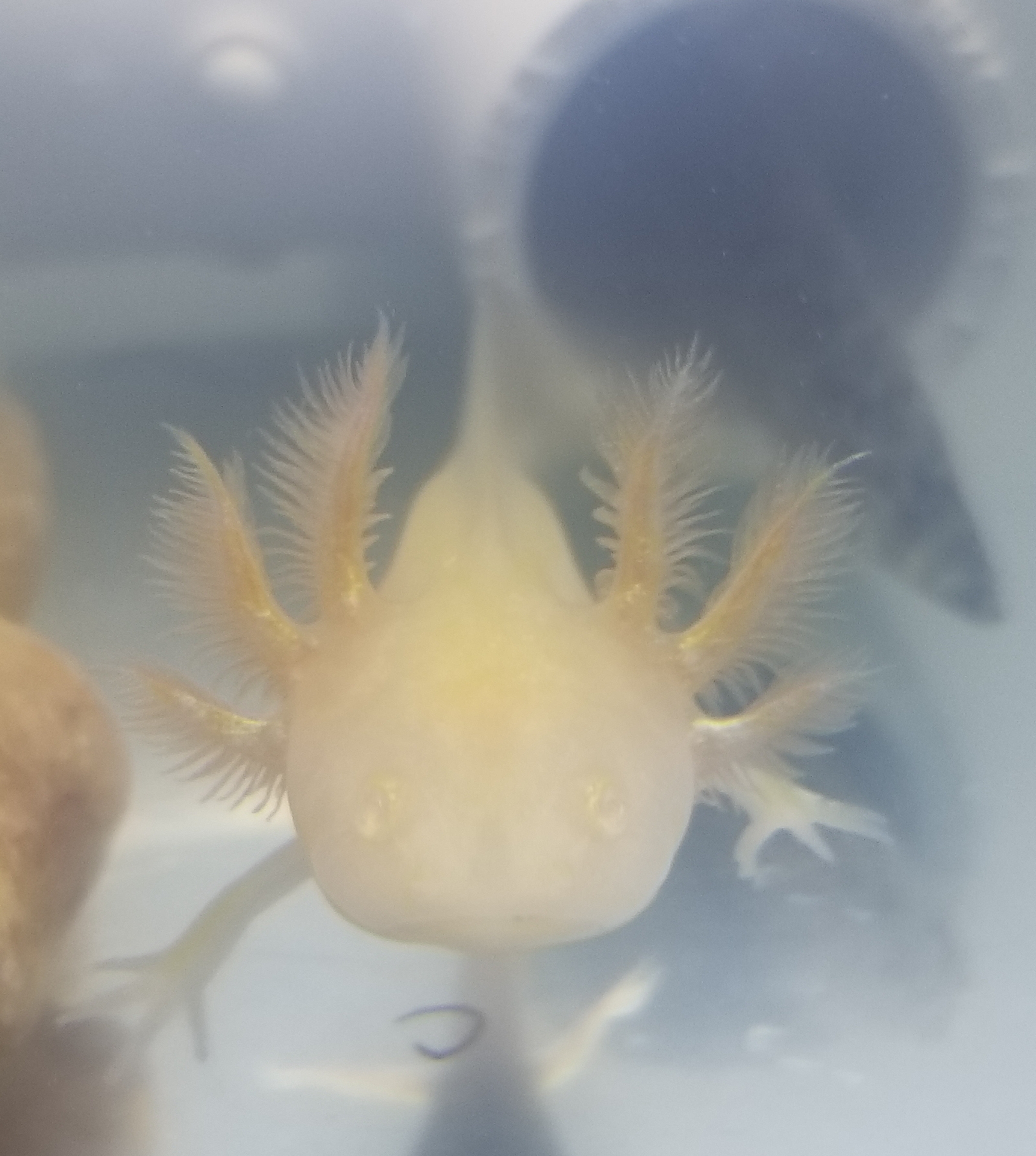 Swimming albino