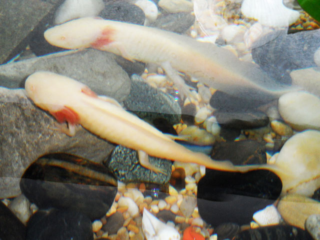 Swimming, with a mirror reflection on the backside of the tank.