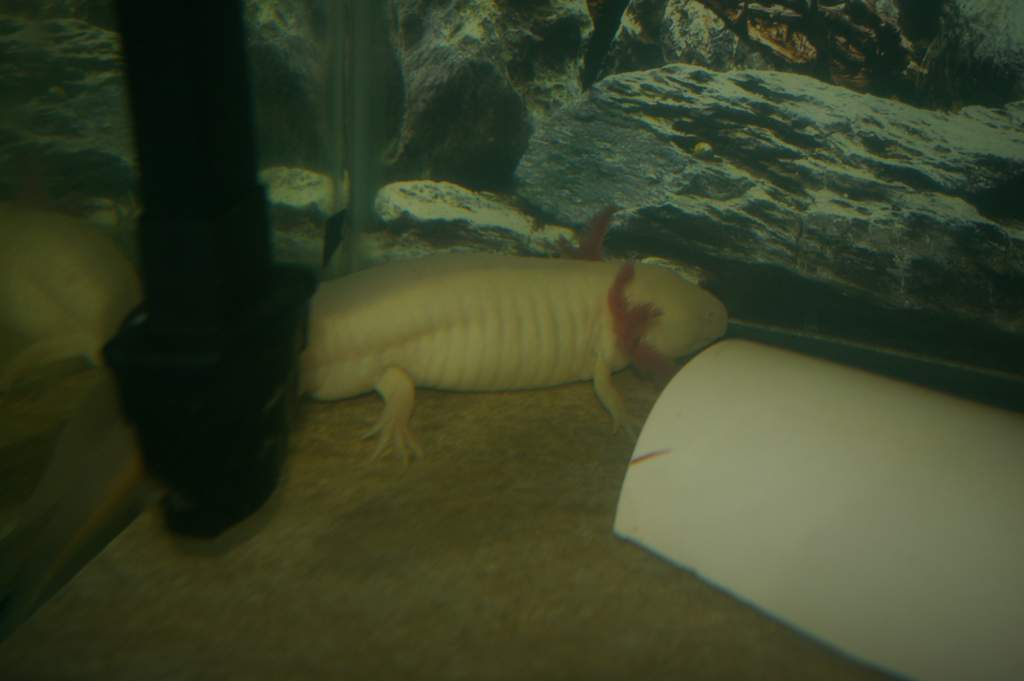 Swisher- white albino GFP with one tiny, blind eye. Makes him look like a professor (Dr. Swisher) at the college I attend, so I named him for him.