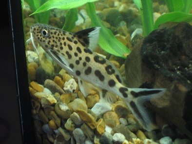 Synodontis multipunctatus