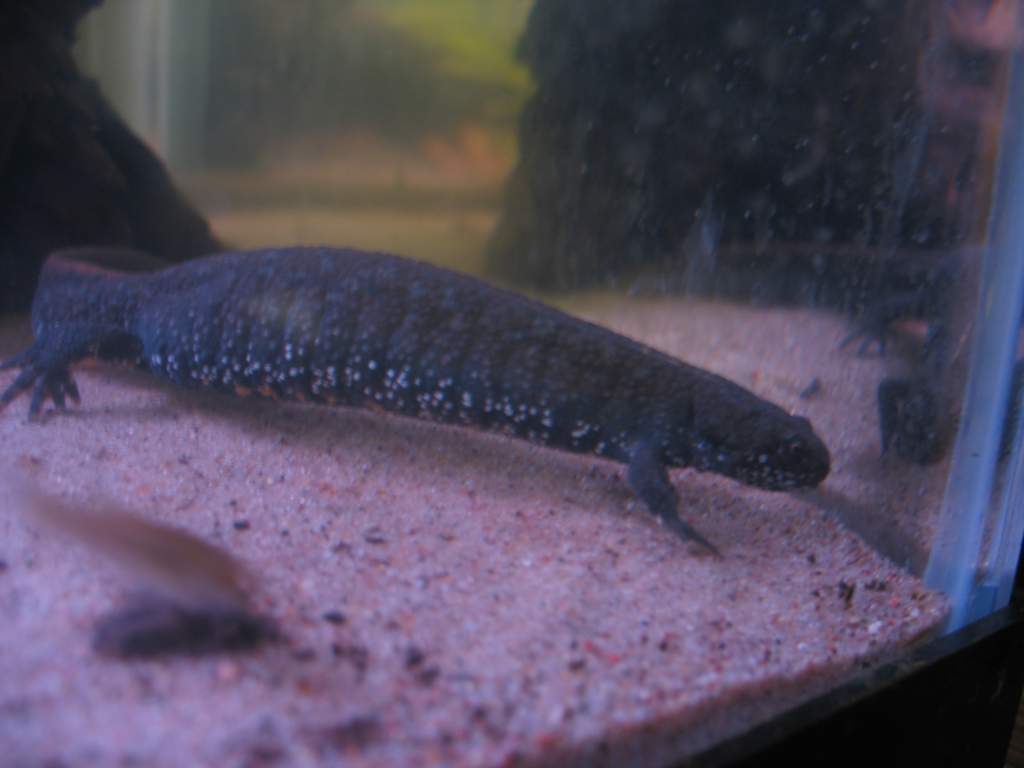 T. dobrogicus (new female, getting big)