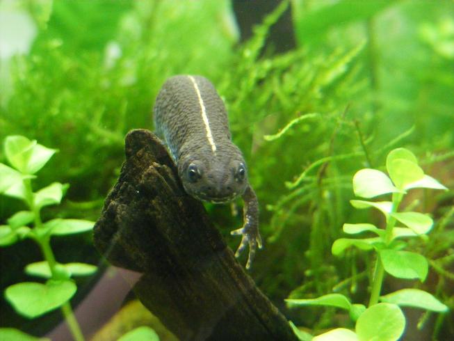 T.dobrogicus young female