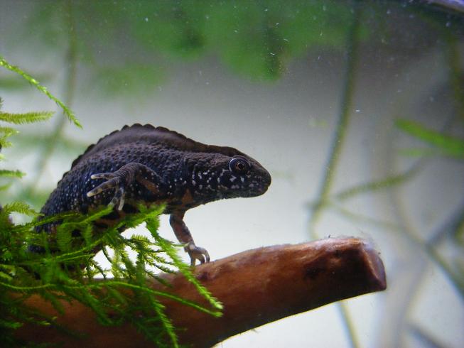 T.dobrogicus young male