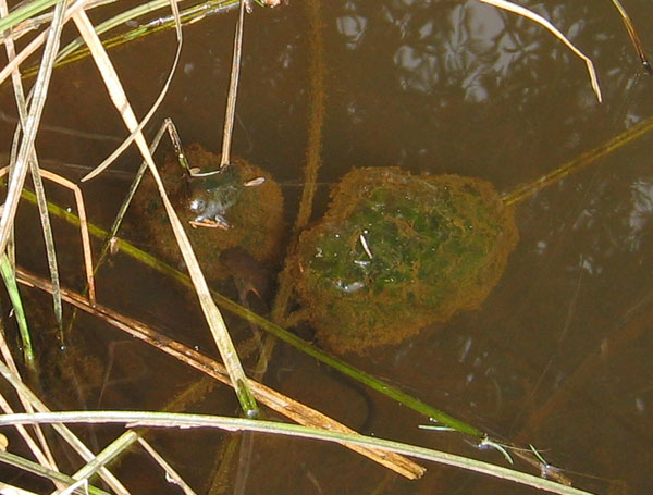 T. granulosa biting A. gracile egg mass, site3