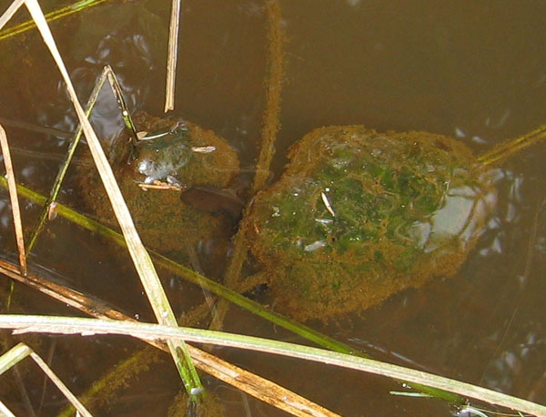 T. granulosa biting A. gracile egg mass, site3