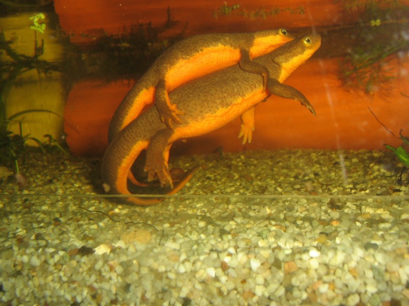 T.granulosa ukiah koppel eerste keer amplexus 1 sept 2009 (7) [800x600]