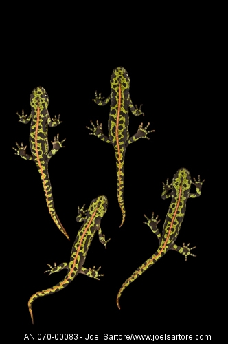 t.marmoratus3