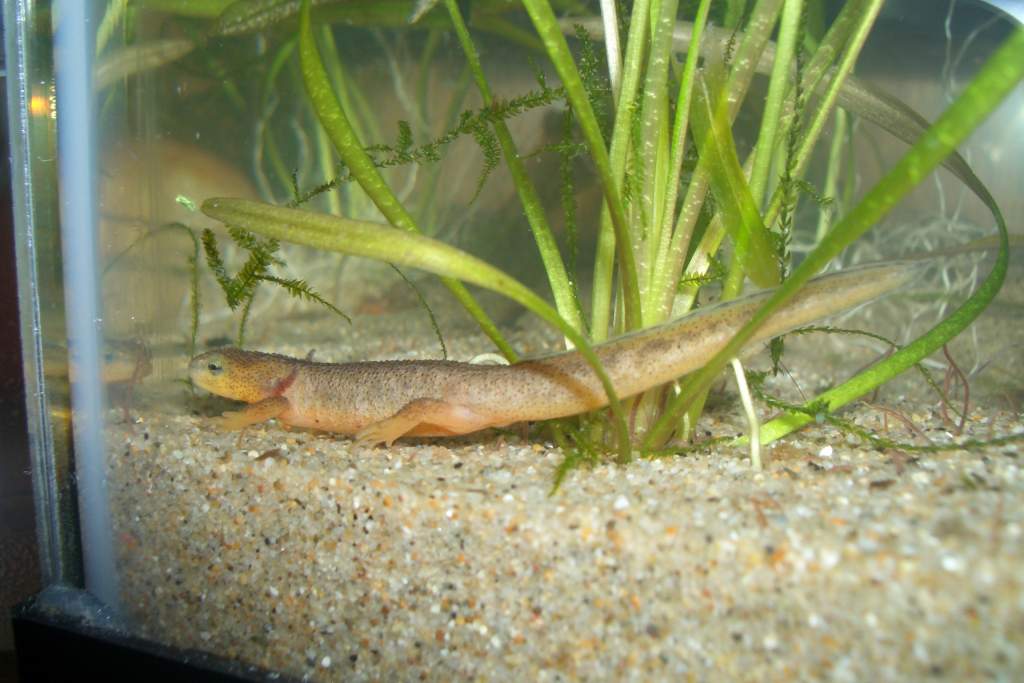 T.torosa larva enjoying his last days with gills.