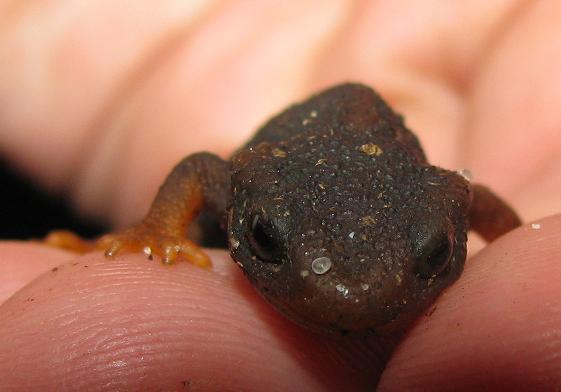 T. verr. morph saying hi!