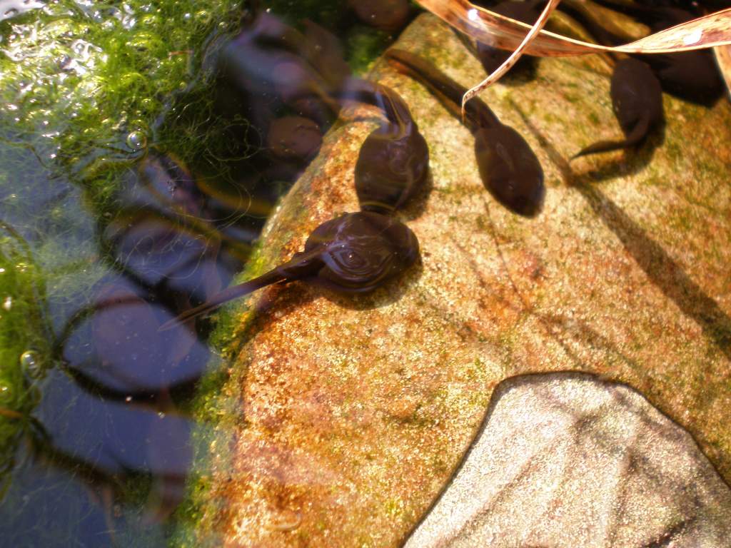 tadpole kiss