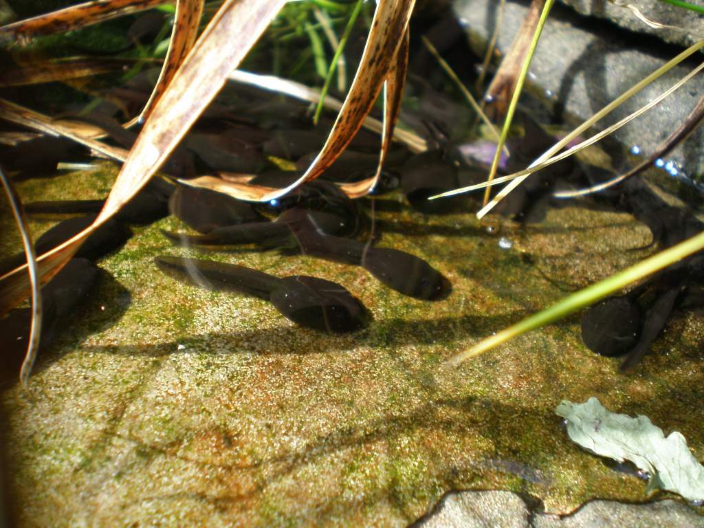 tadpoles sunbathing