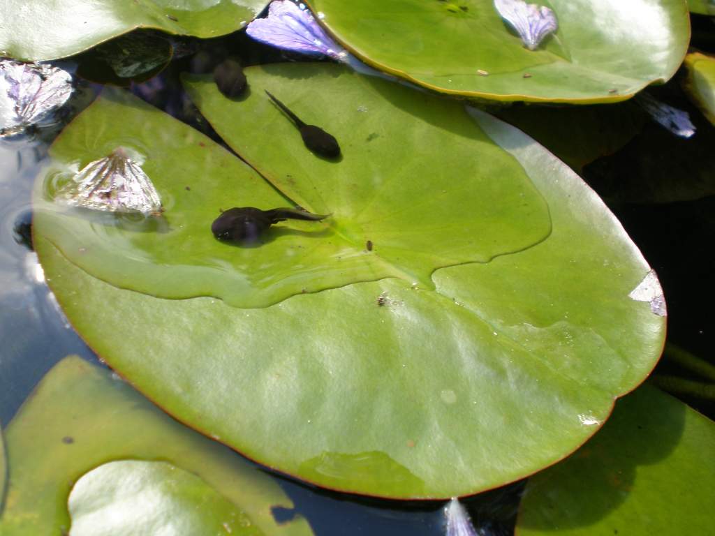 tadpoles