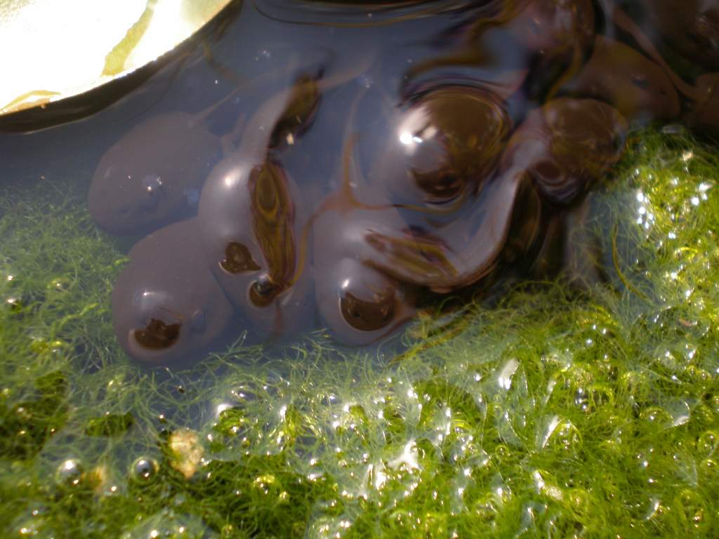 tadpoles