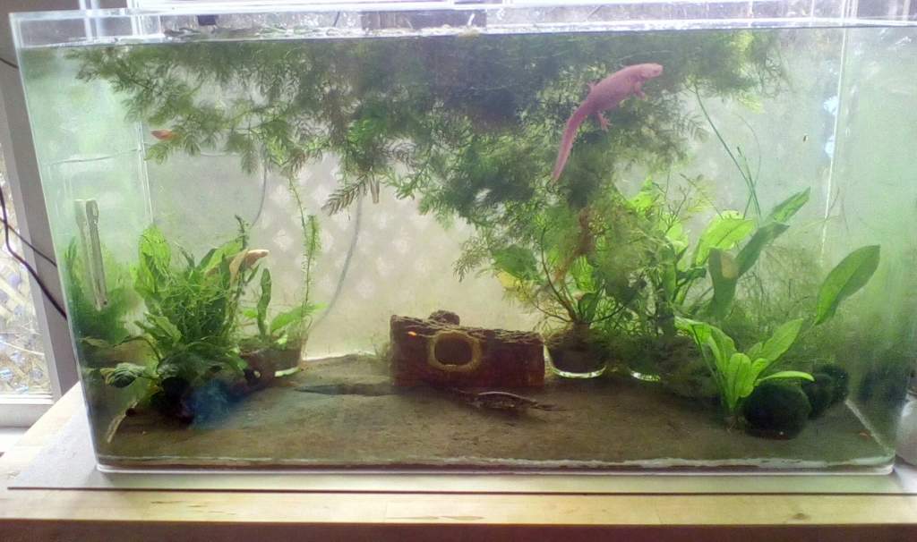 Taken 9/23/15. Here's the tank after some algae management. Cherry shrimp are breeding in here.