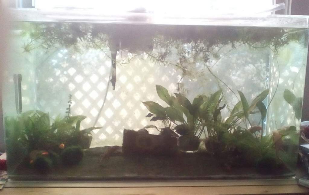 Tank 3/32/2016. Made it through the winter with some dieback of plants. I converted all the wild java moss into mats for easier cleaning. Down to just