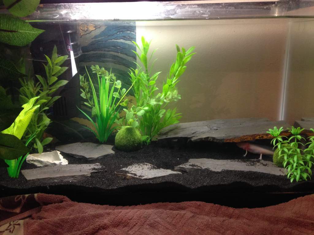 Tank as of right now! More plants, moss balls. Beautiful! all I really want is a piano and a mailbox... haha :B