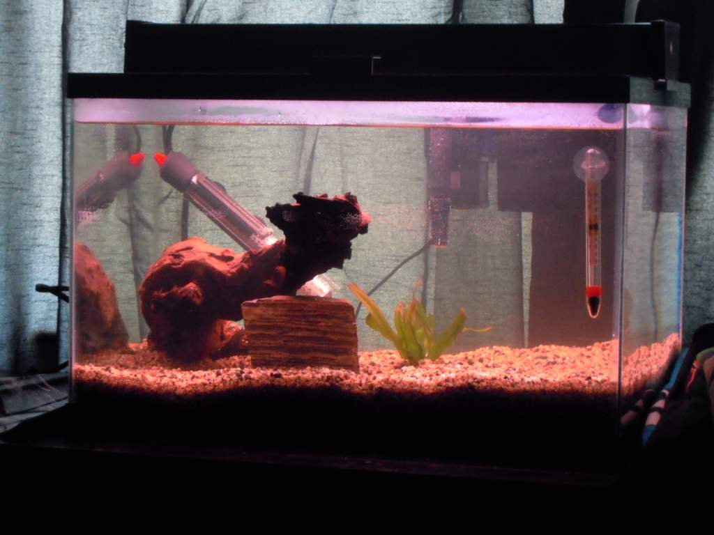 tank beginings