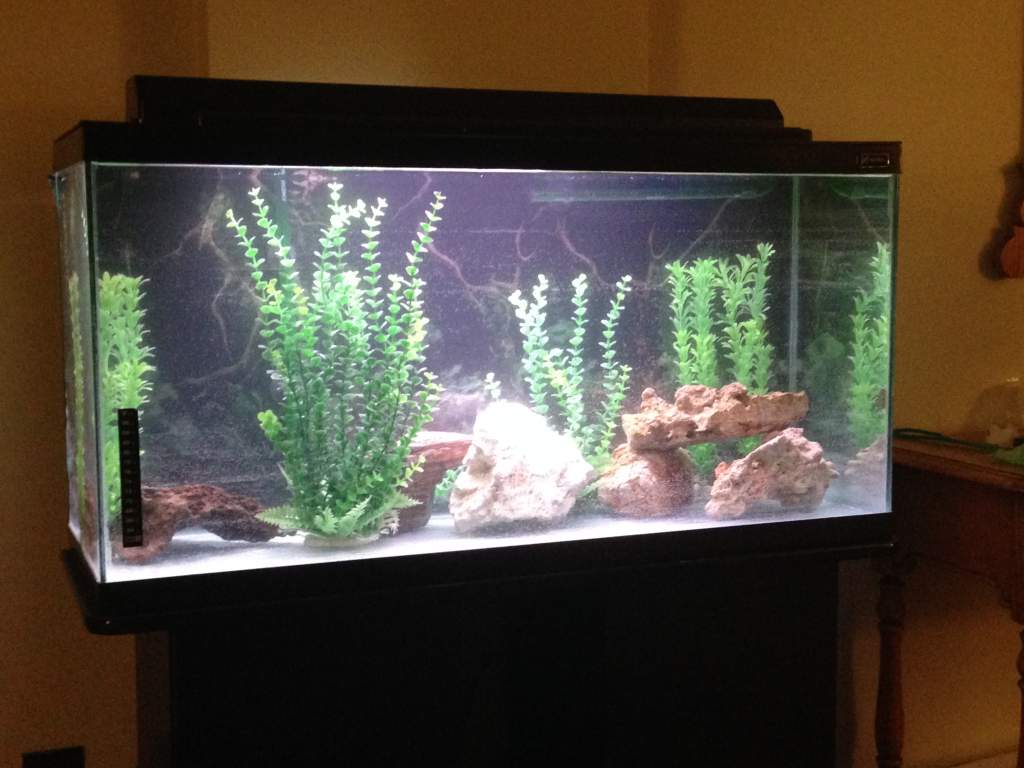 Tank set up March 2016