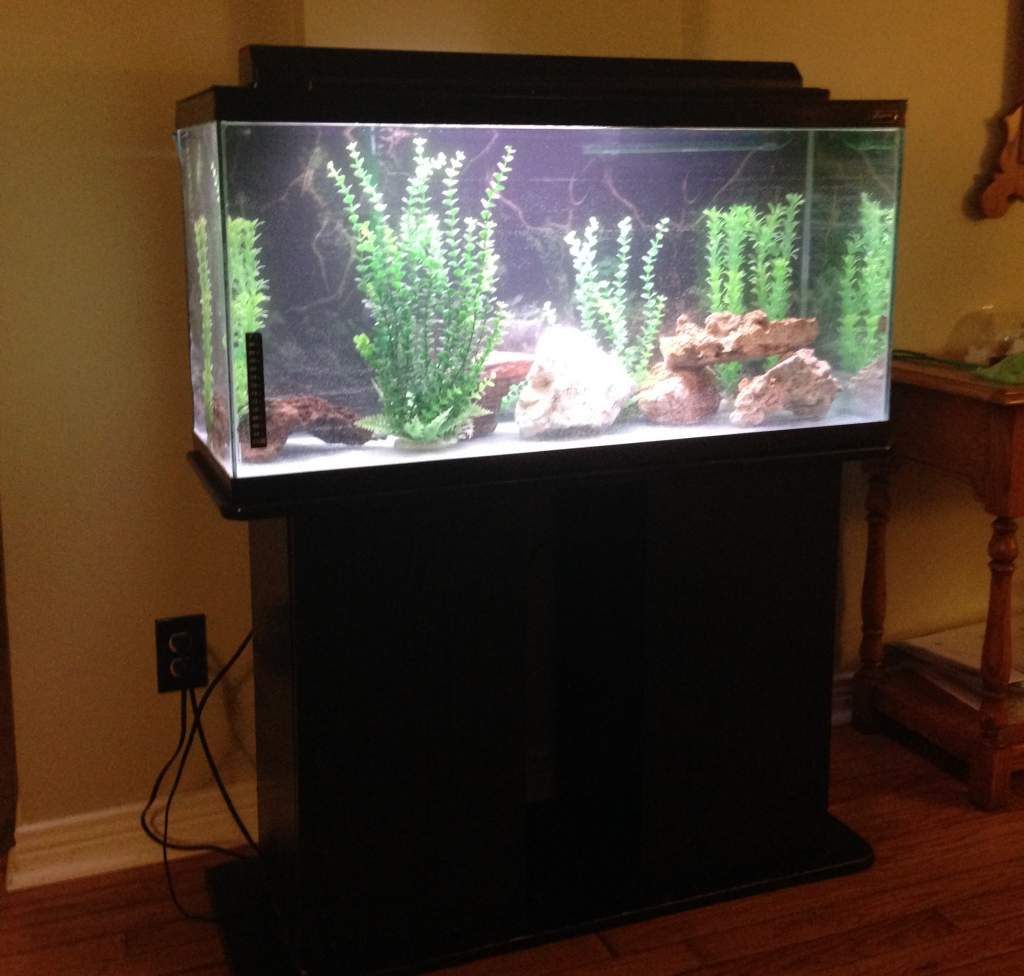 Tank set up March 2016