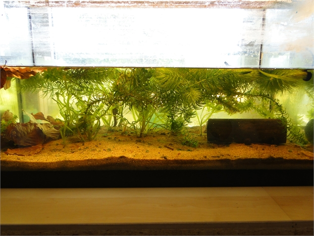 tank Setup for apuanus