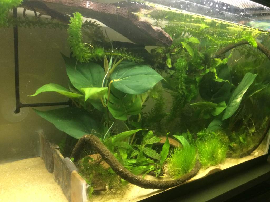 Tank setup