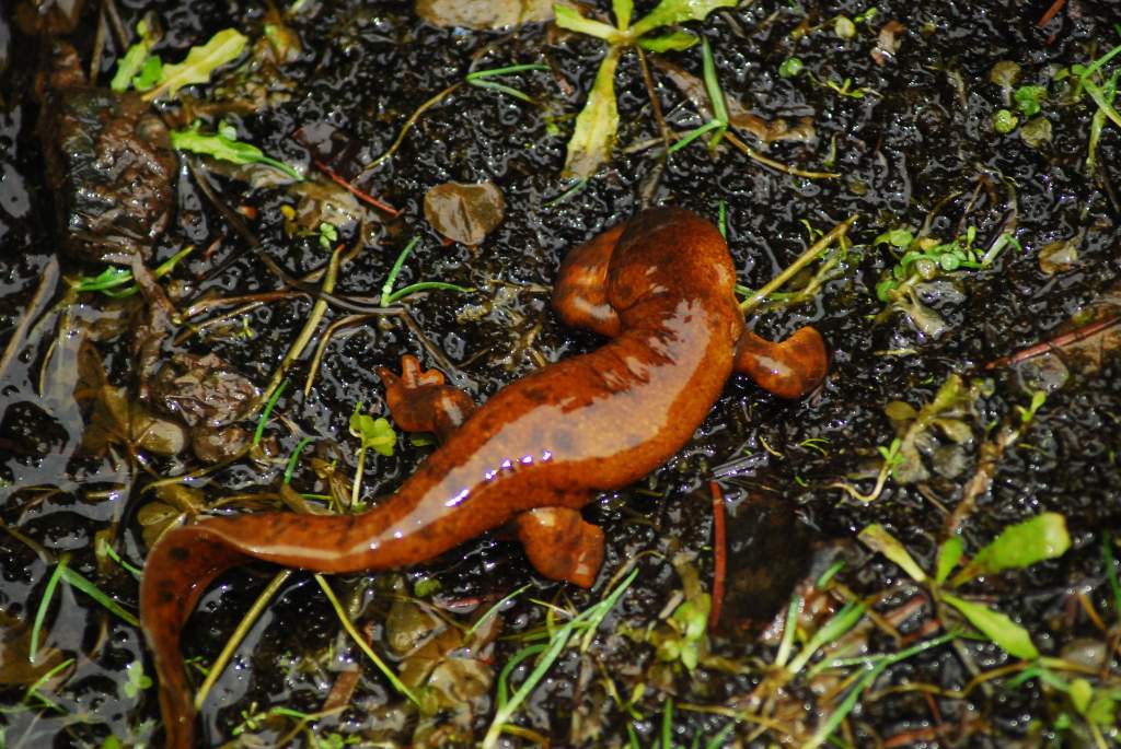 Taricha granulosa abberant male